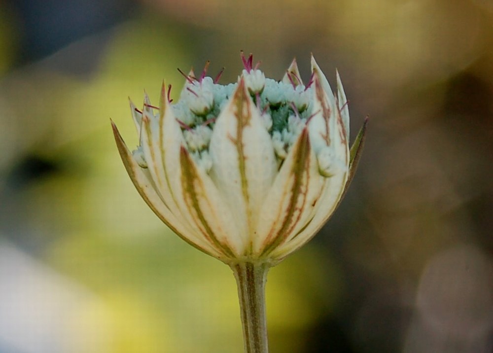 Fioriture magellensi  6